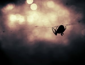 macro shot of spider during in web thumbnail
