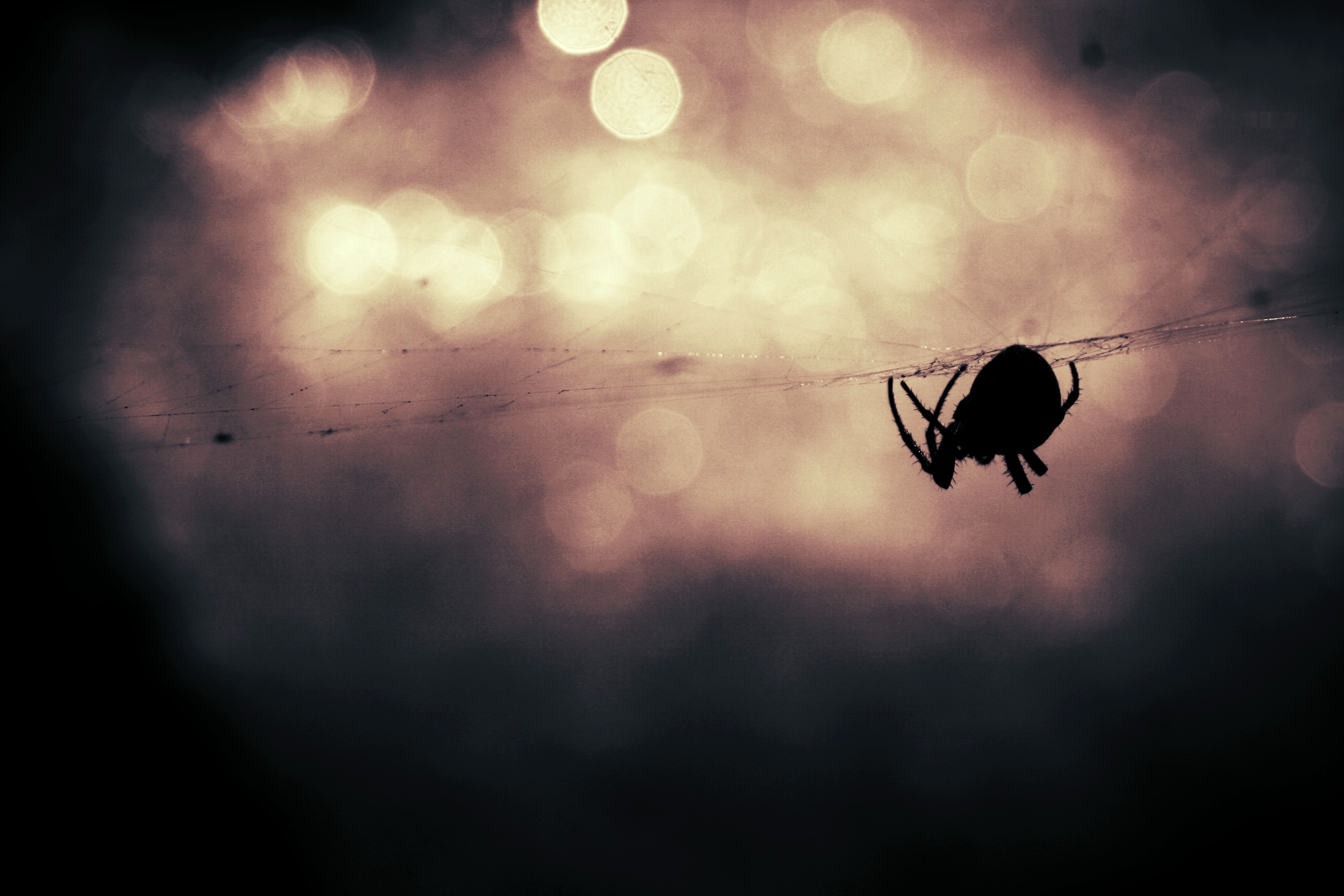macro shot of spider during in web