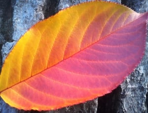 orange and pink leaf thumbnail