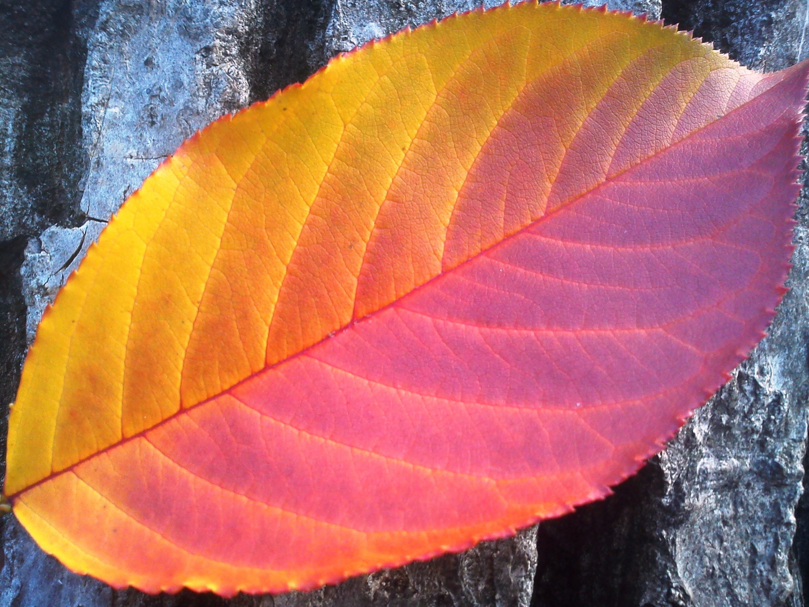 orange and pink leaf