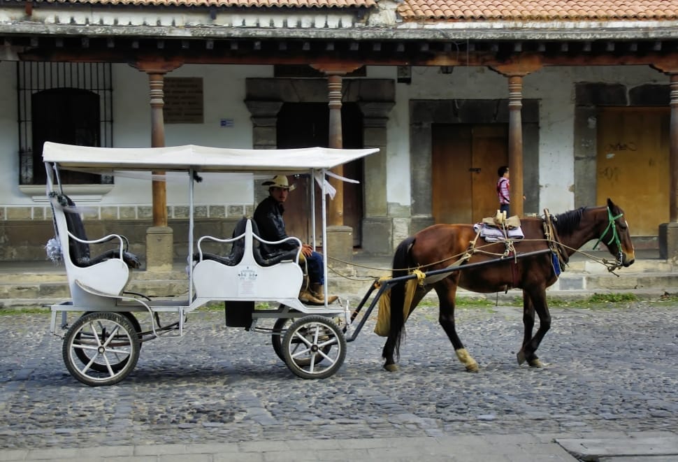 brown horse with white carriage preview