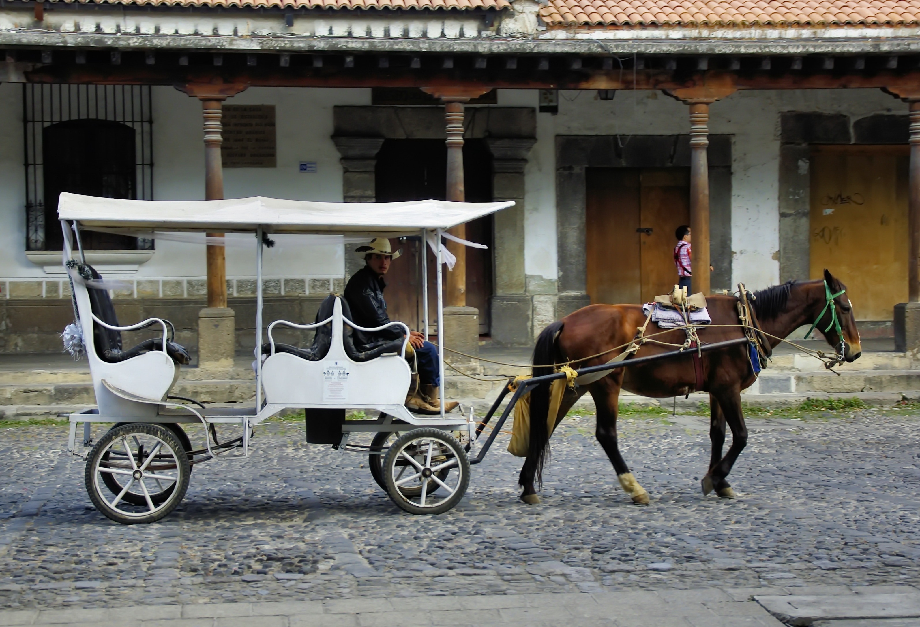 brown horse with white carriage