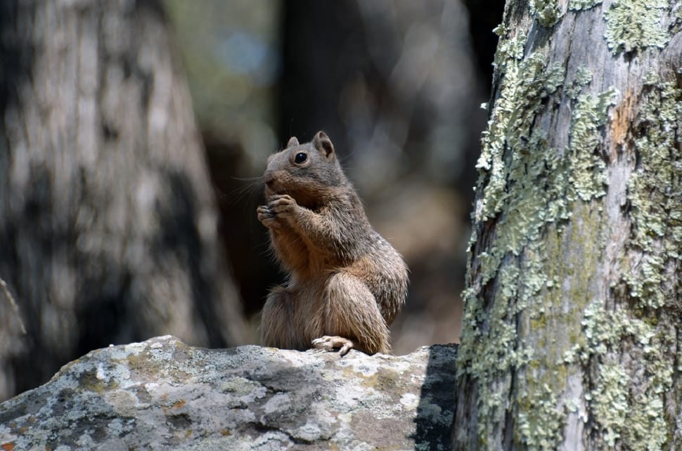 gray and brown squirrel preview