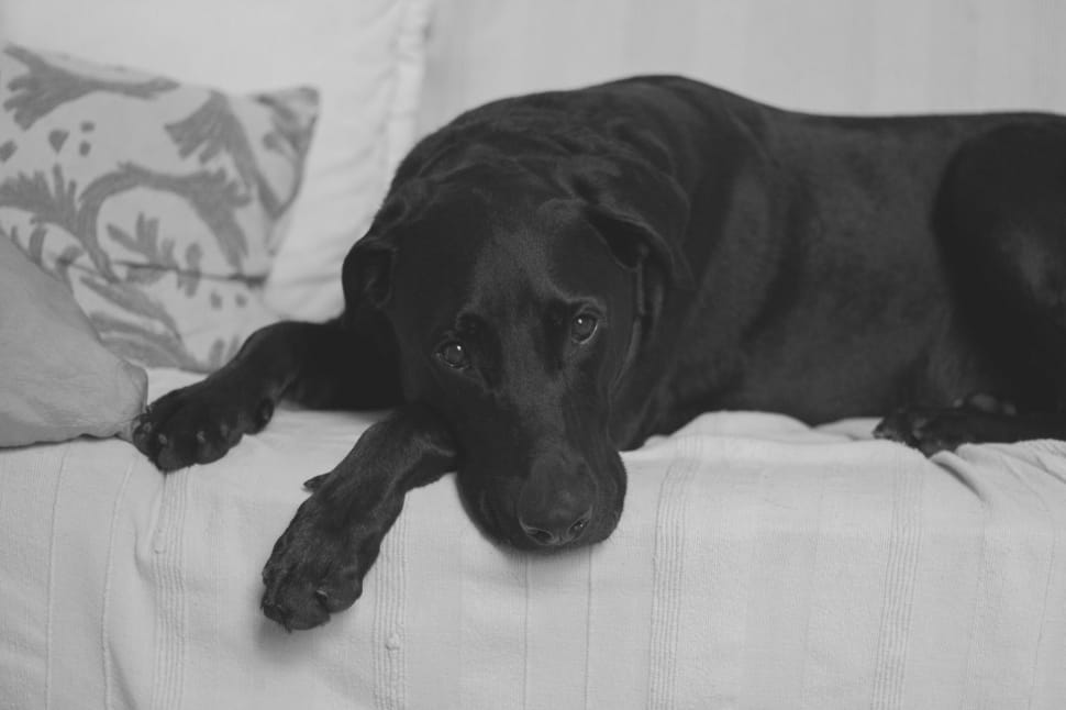 black labrador retriever lying on white sofa preview