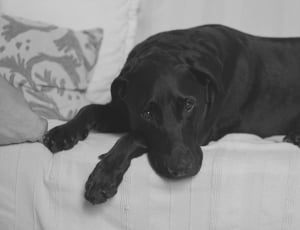 black labrador retriever lying on white sofa thumbnail