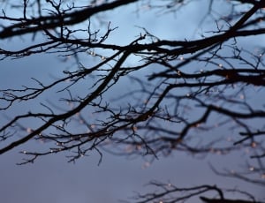 black tree branches thumbnail