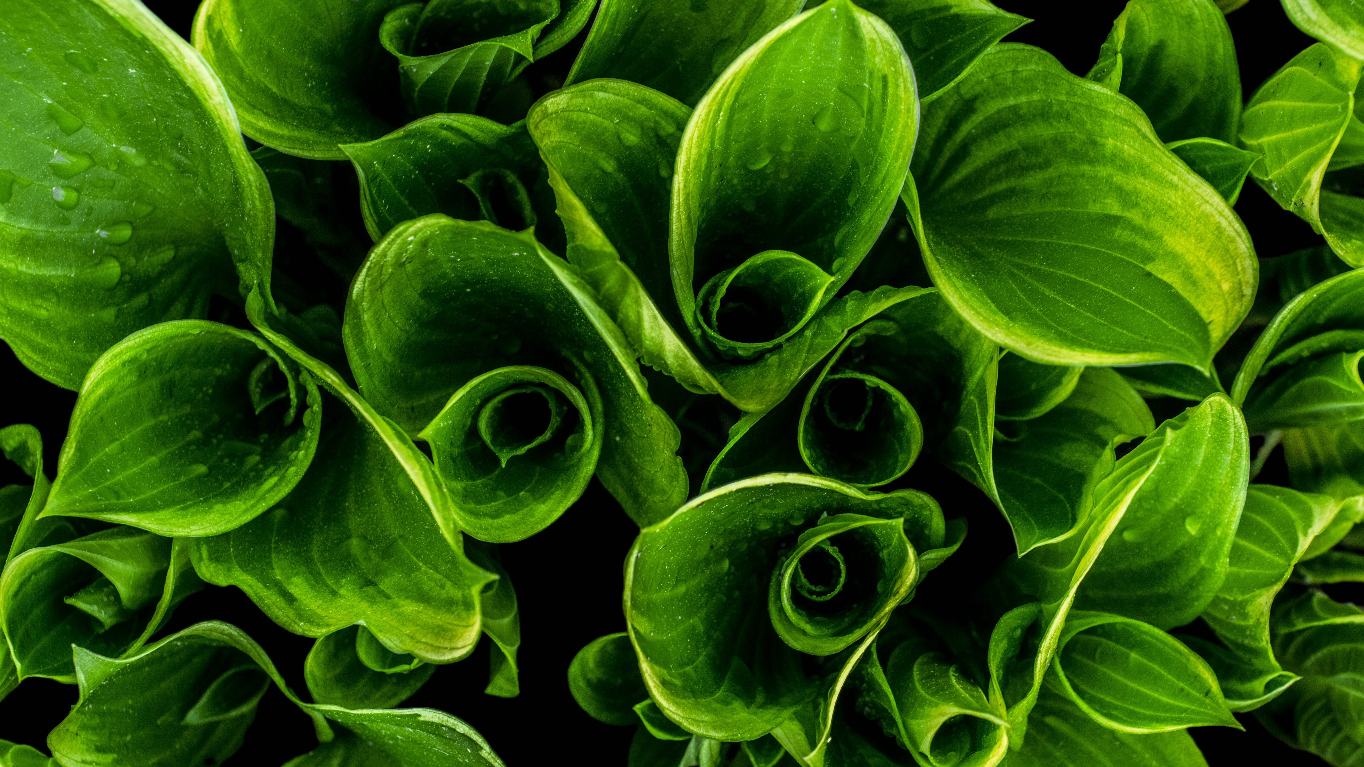 green flowers illustration