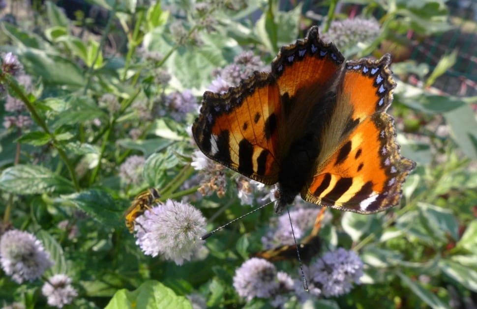 small tortoiseshell butterfly preview