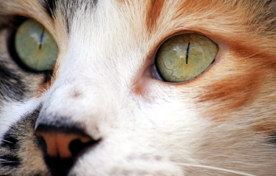 calico cat's face preview