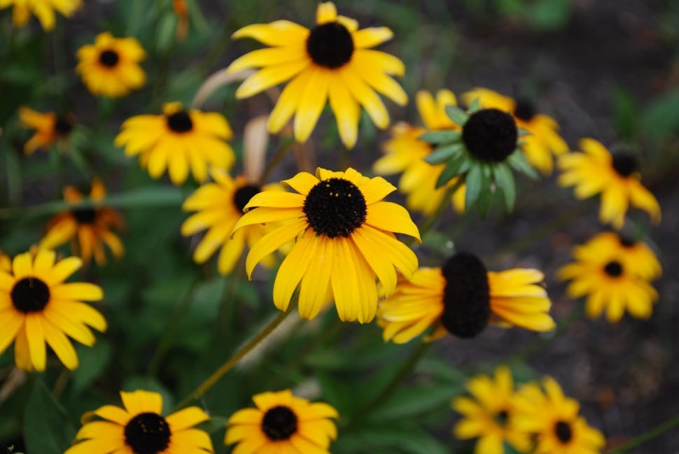yellow sunflower lot preview