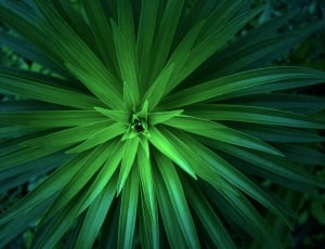 green plant thumbnail