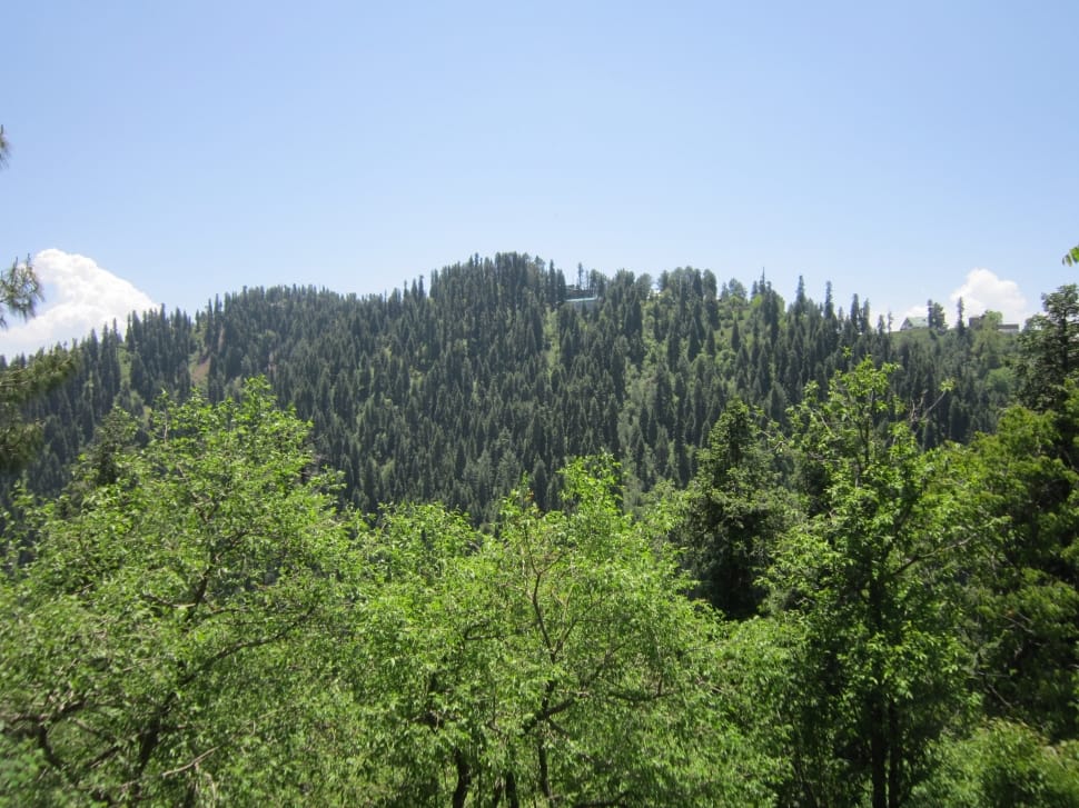 green trees preview
