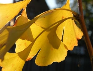 macro photography of yellow petal flower thumbnail
