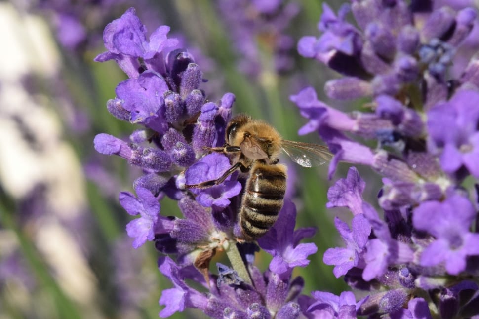 honey bee on purple petaled flower preview