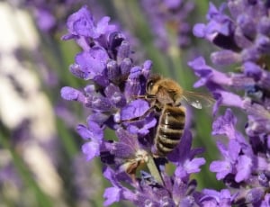honey bee on purple petaled flower thumbnail
