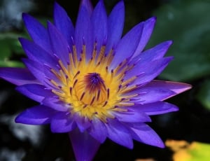 purple lily flower thumbnail