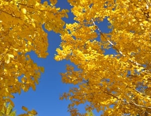 Color, Huai Yang, Autumn, The Leaves, yellow, autumn thumbnail