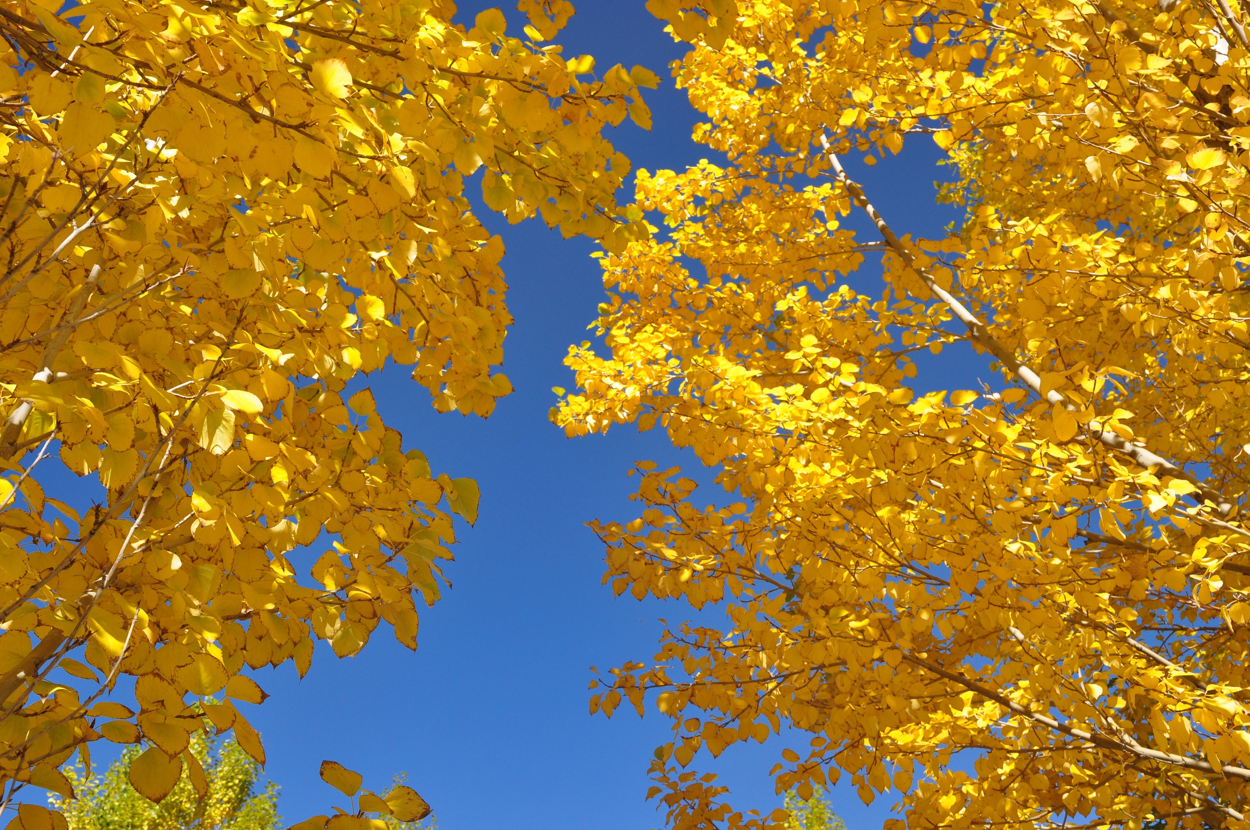 Color, Huai Yang, Autumn, The Leaves, yellow, autumn