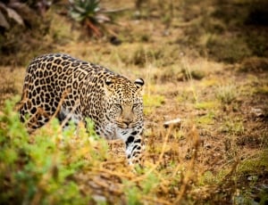 brown leopard thumbnail