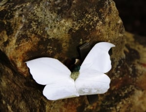 white butterfly on brown stone thumbnail
