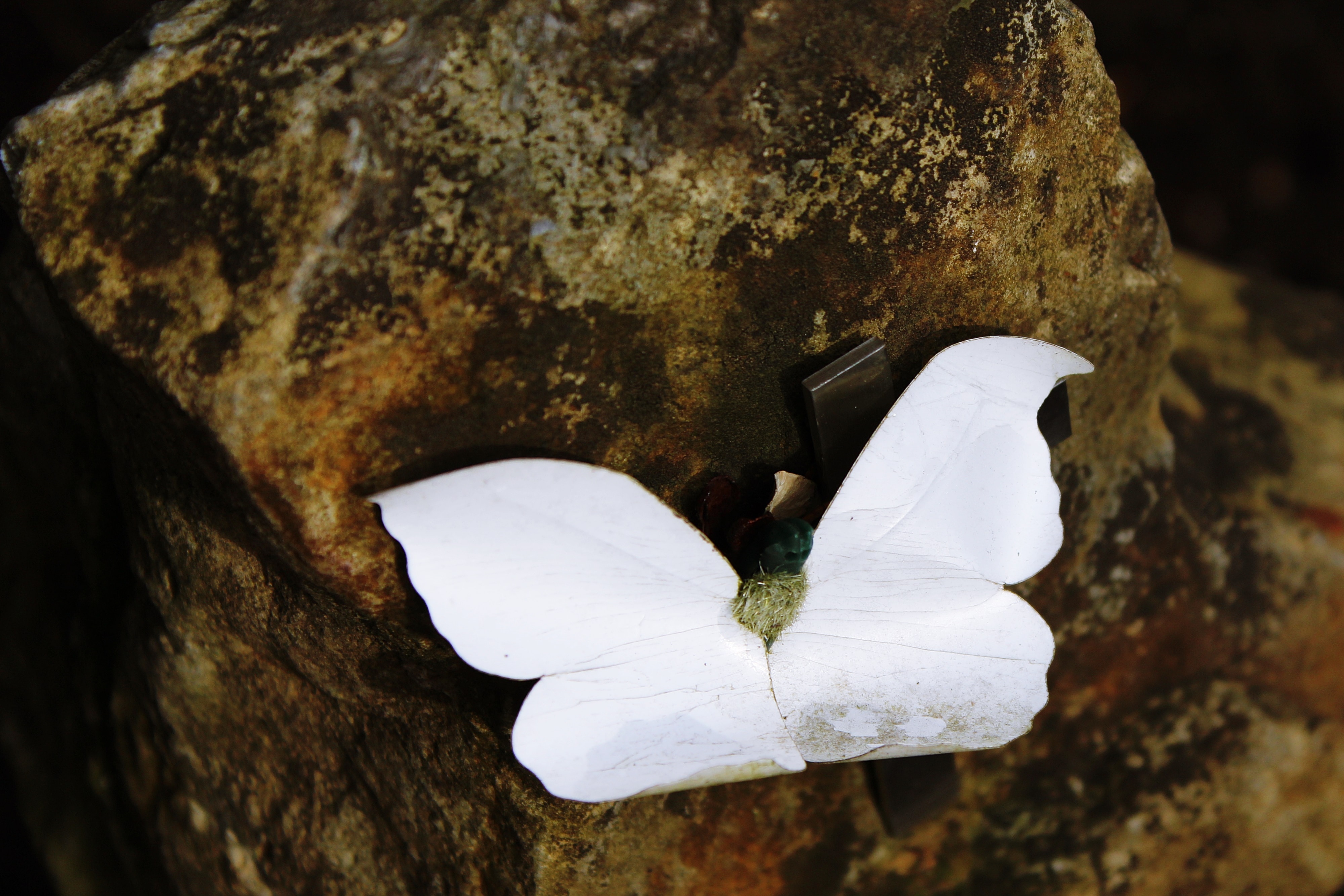 white butterfly on brown stone