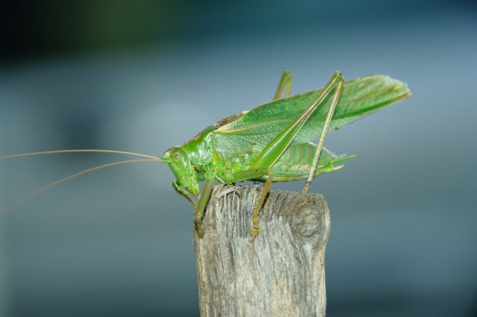 Grasshopper, Konik, Feb, one animal, green color preview