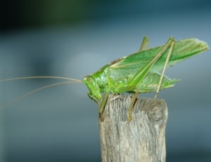 Grasshopper, Konik, Feb, one animal, green color thumbnail