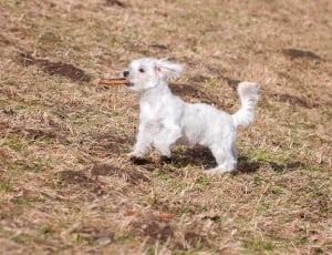White, Young Dog, Maltese, Dog, dog, pets thumbnail