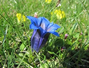 close up photo of blue flower thumbnail