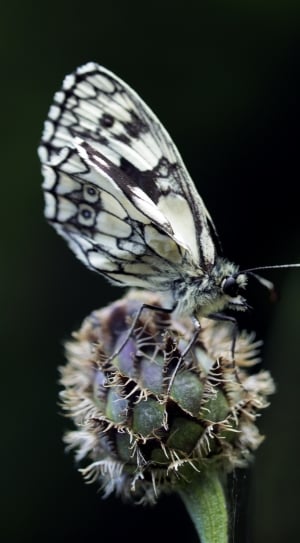 white and black butterfly thumbnail