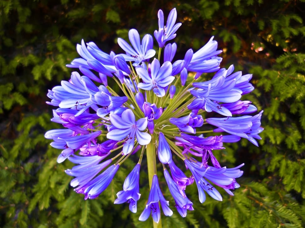 purple flower plant preview