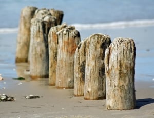 brown wooden beach poles thumbnail
