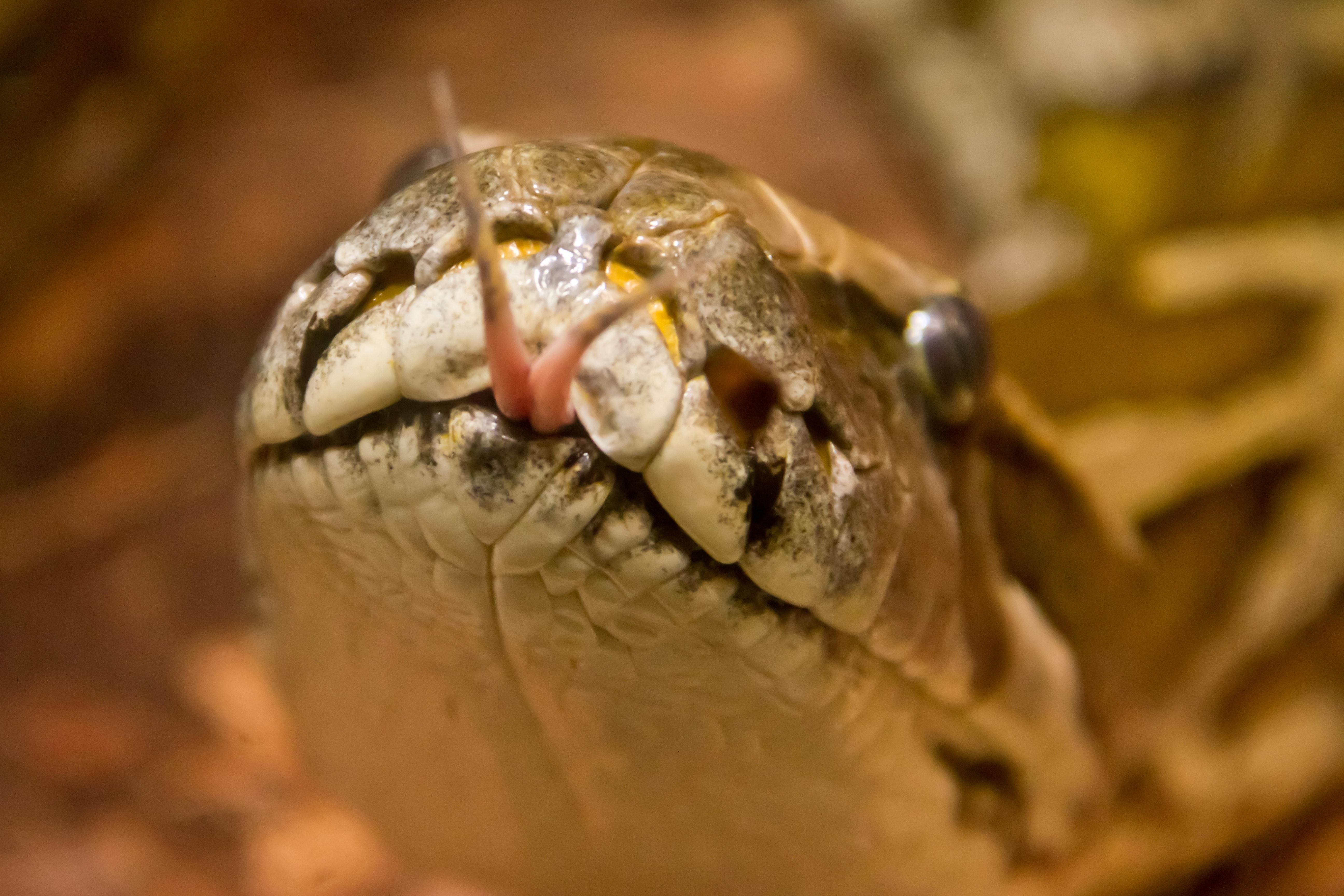 brown and beige snake