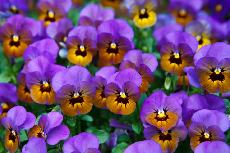 Pansy, Background, Bloom, Blossom, flower, purple preview