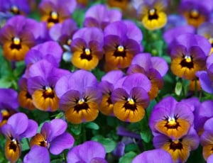 Pansy, Background, Bloom, Blossom, flower, purple thumbnail