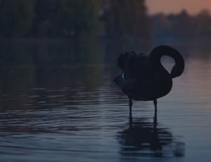 silhouette photo of swan thumbnail