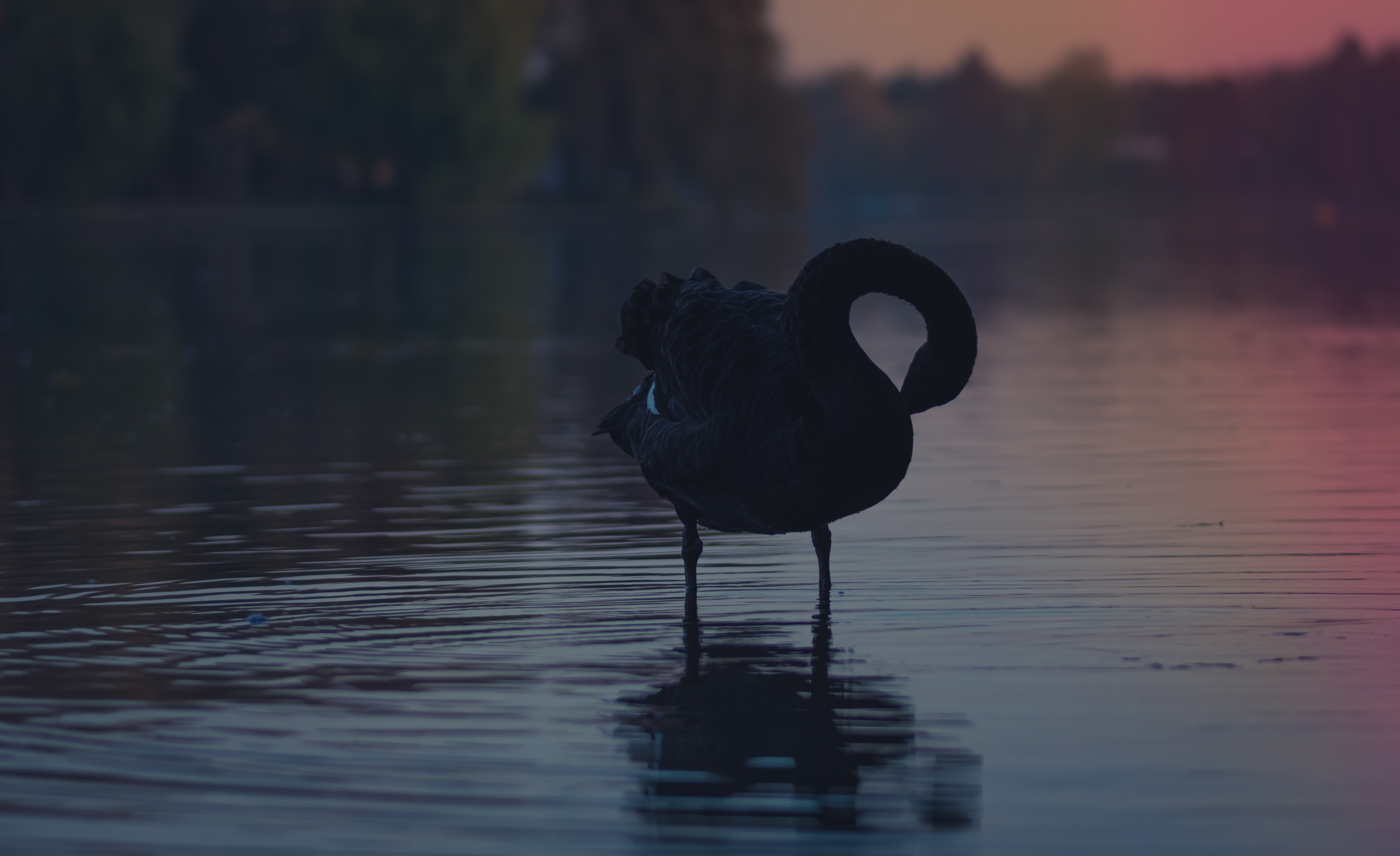 silhouette photo of swan