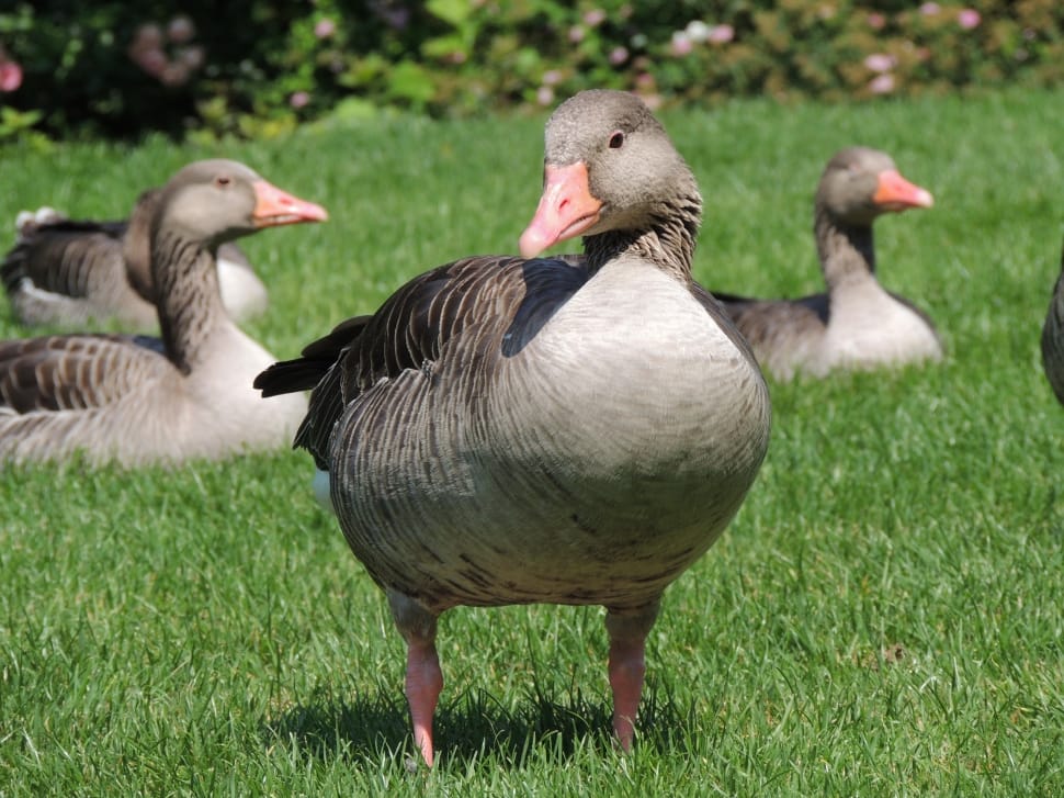 flock of mallard ducks preview