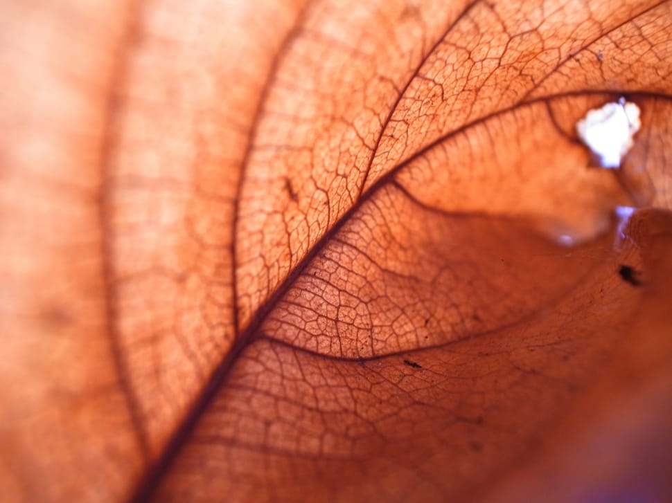 Structure, Autumn, Leaf, Natural, Tree, close-up, human body part preview