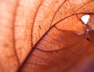Structure, Autumn, Leaf, Natural, Tree, close-up, human body part thumbnail