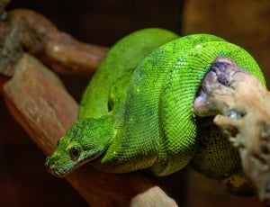 green snake thumbnail