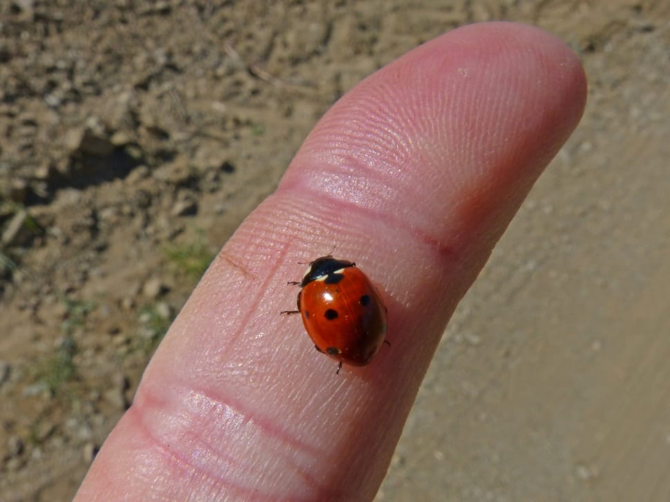 Finger, Tiny, Ladybug, Small, Insect, human body part, human hand preview