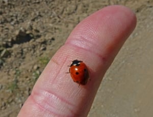 Finger, Tiny, Ladybug, Small, Insect, human body part, human hand thumbnail