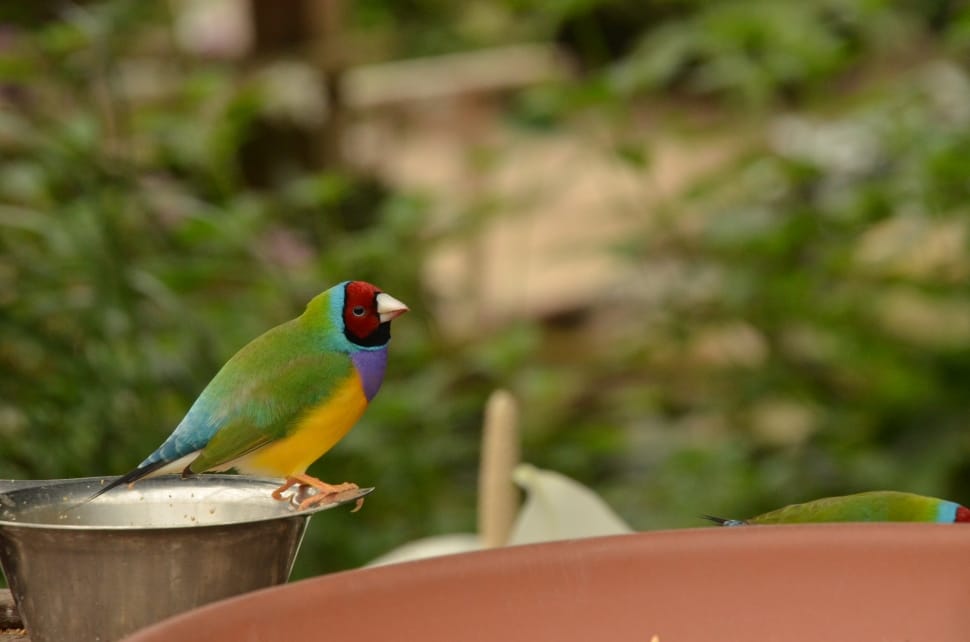 green blue and yellow short beak small bird preview