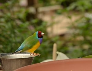 green blue and yellow short beak small bird thumbnail