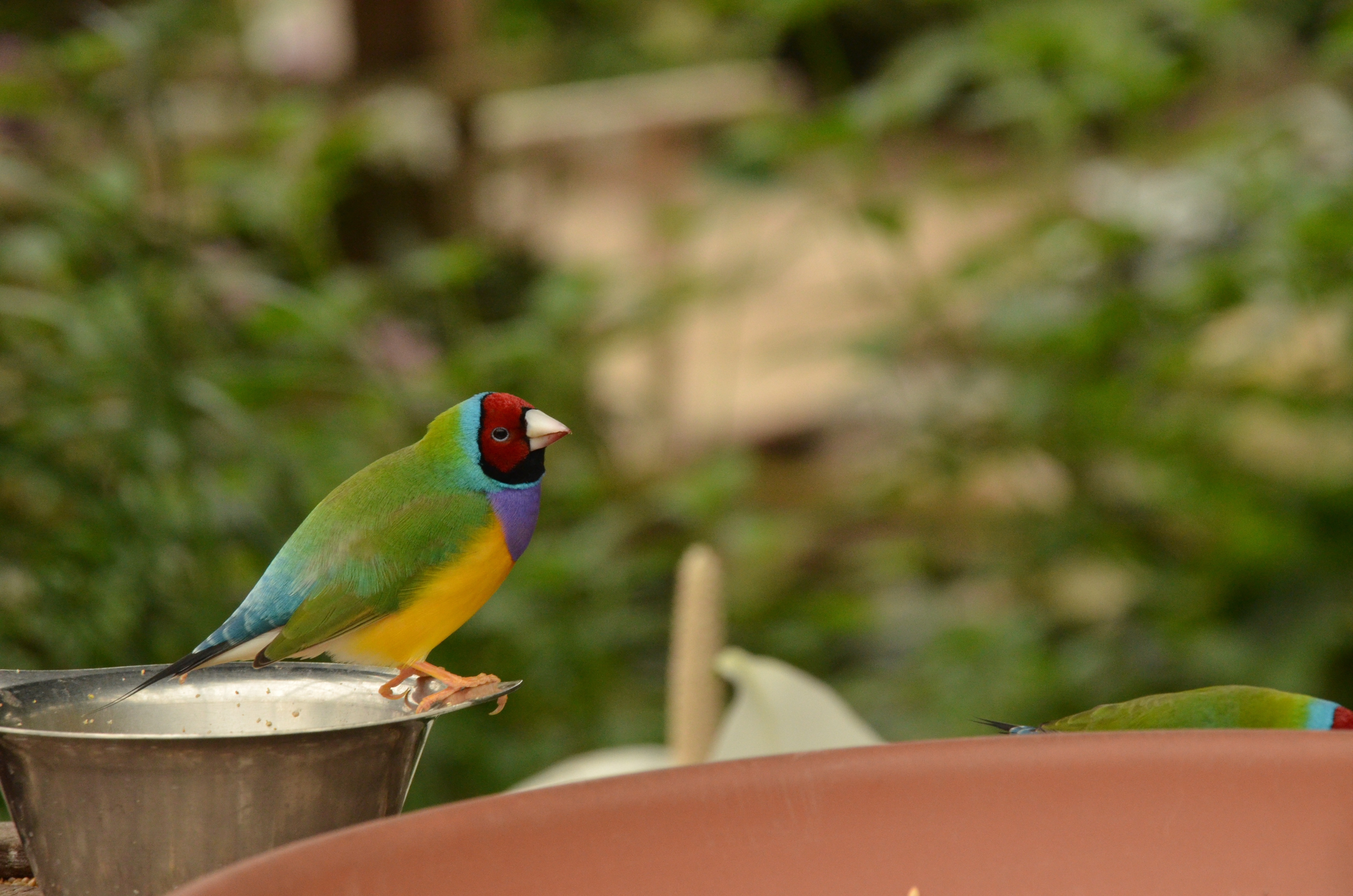 green blue and yellow short beak small bird