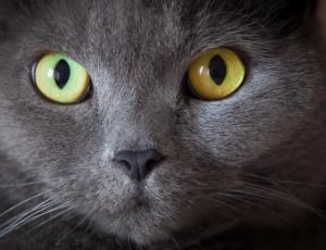 close up photo of black cat thumbnail