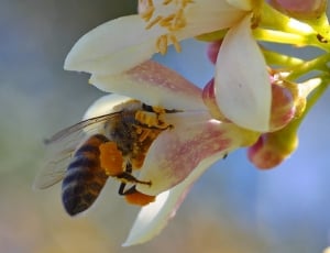 pink white magnolias flower with honeybee thumbnail