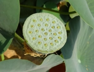 white and yellow round plant thumbnail