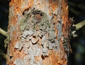 brown wooden tree thumbnail